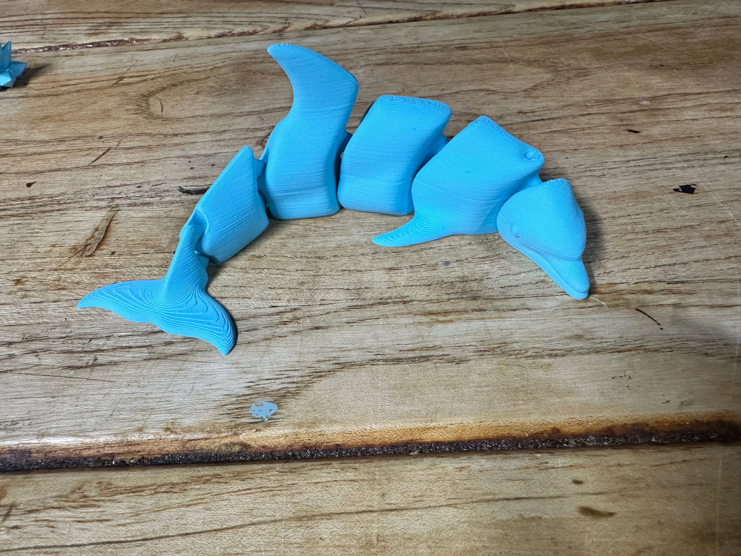 Dolphin